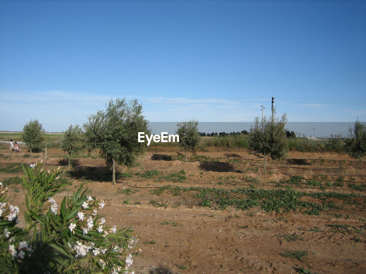 VIEW OF FIELD AGAINST CLEAR BLUE SKY