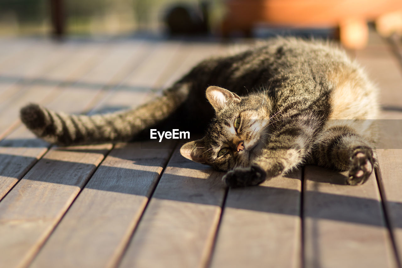 Portrait of cat lying on wooden floor