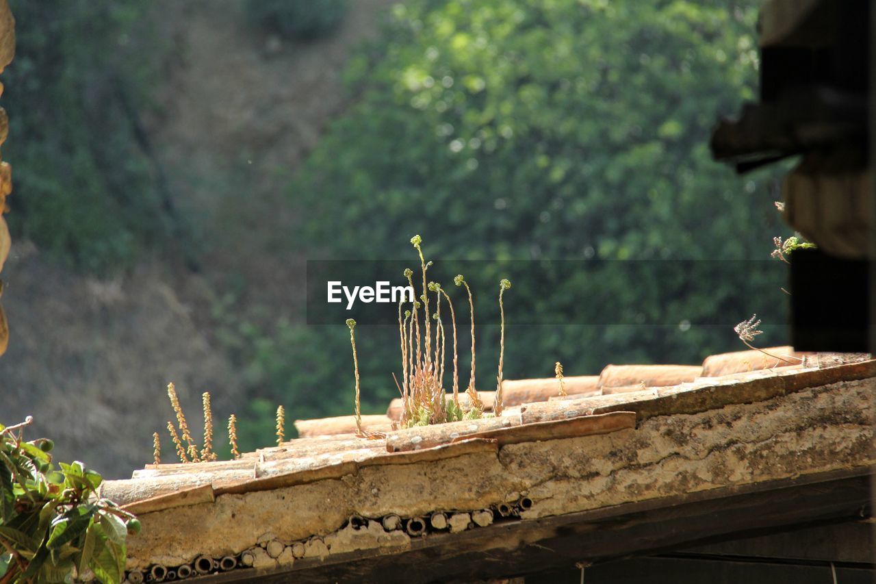 Close-up of potted plants against temple