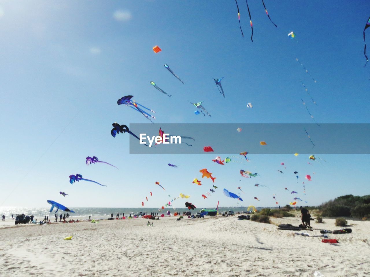 Kites on beach