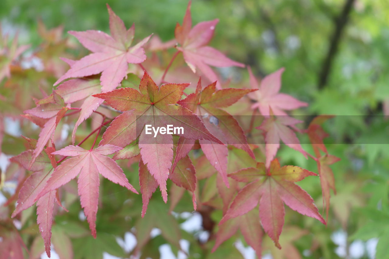 Close-up of maple leaves