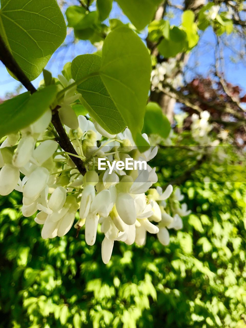 CLOSE-UP OF TREE WITH FLOWERS