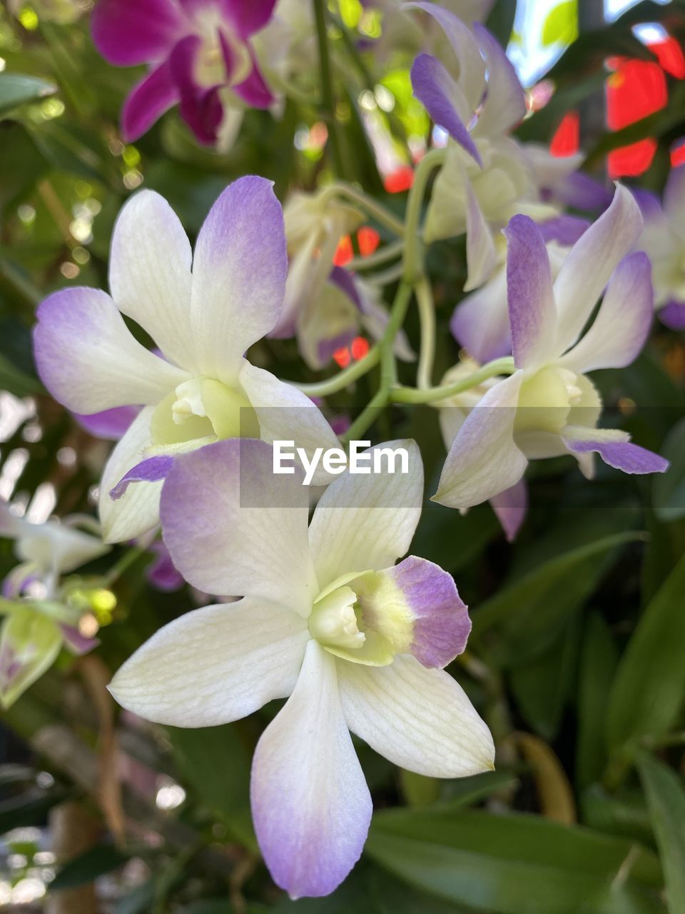 CLOSE-UP OF FRESH PURPLE FLOWER