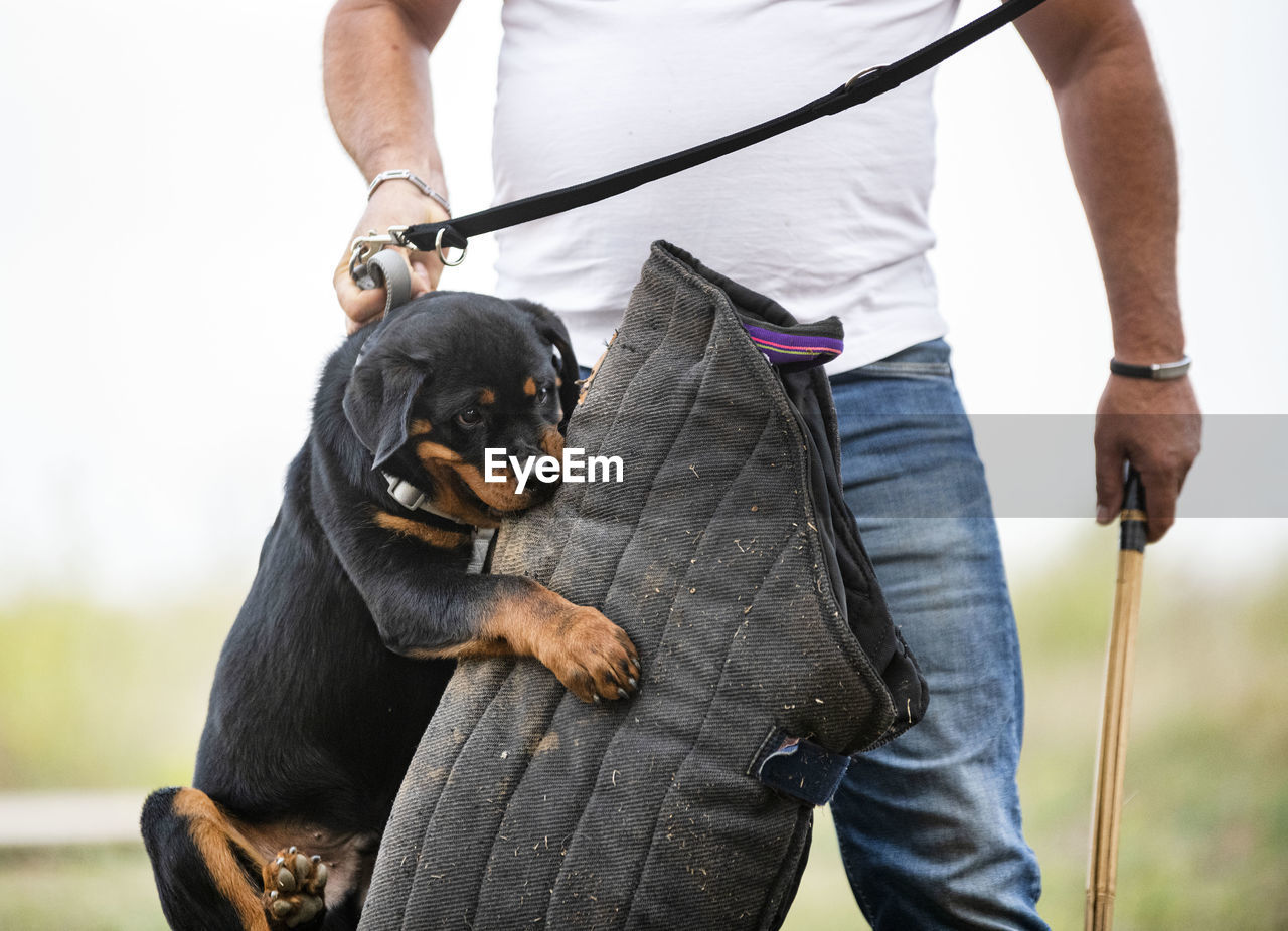 LOW SECTION OF MAN WITH DOG STANDING ON SKATEBOARD