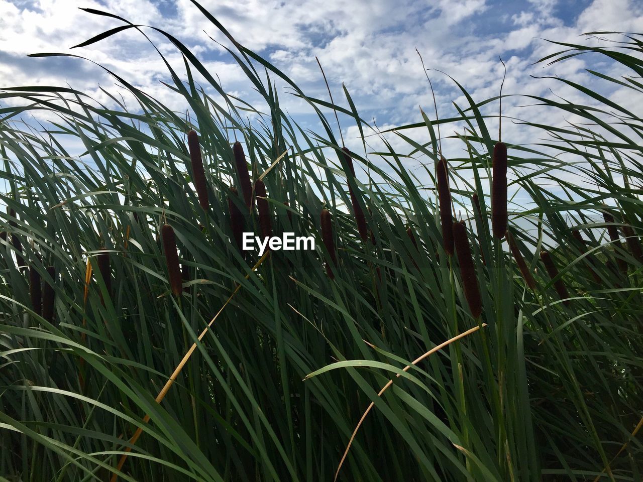 CLOSE-UP OF WHEAT GROWING IN FIELD