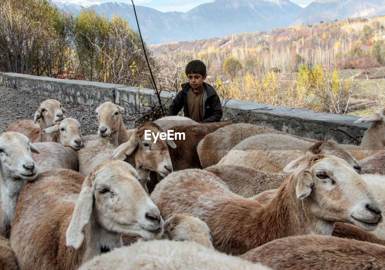 PORTRAIT OF A SHEEP ON MOUNTAIN LANDSCAPE