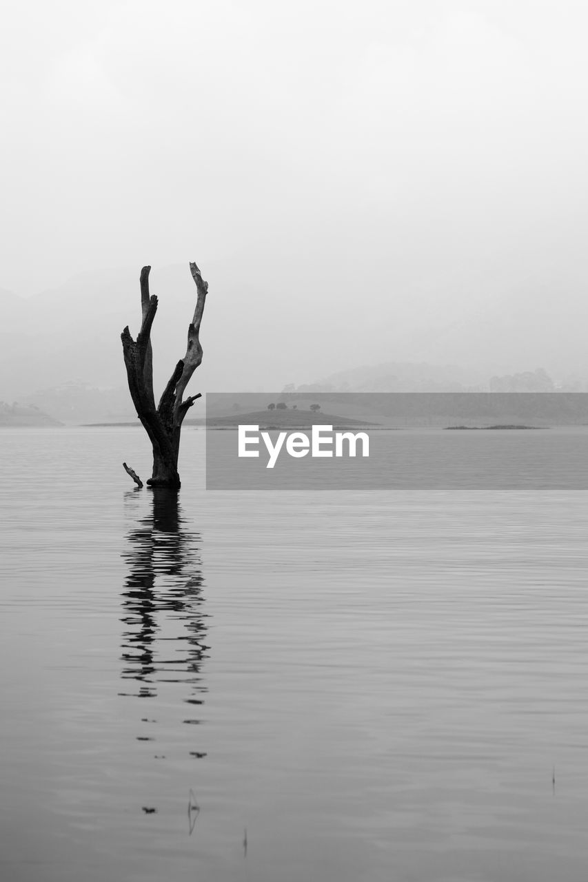 A tree submerged in a lake