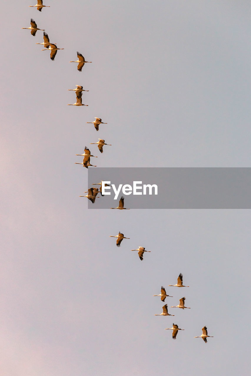 Low angle view of birds flying in the sky