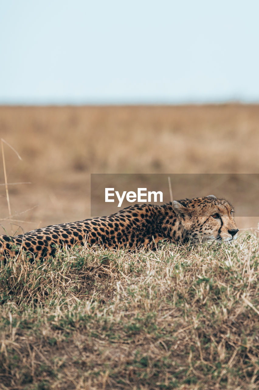 View of a cat on grass