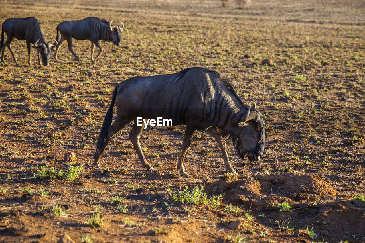 HORSE IN THE FIELD