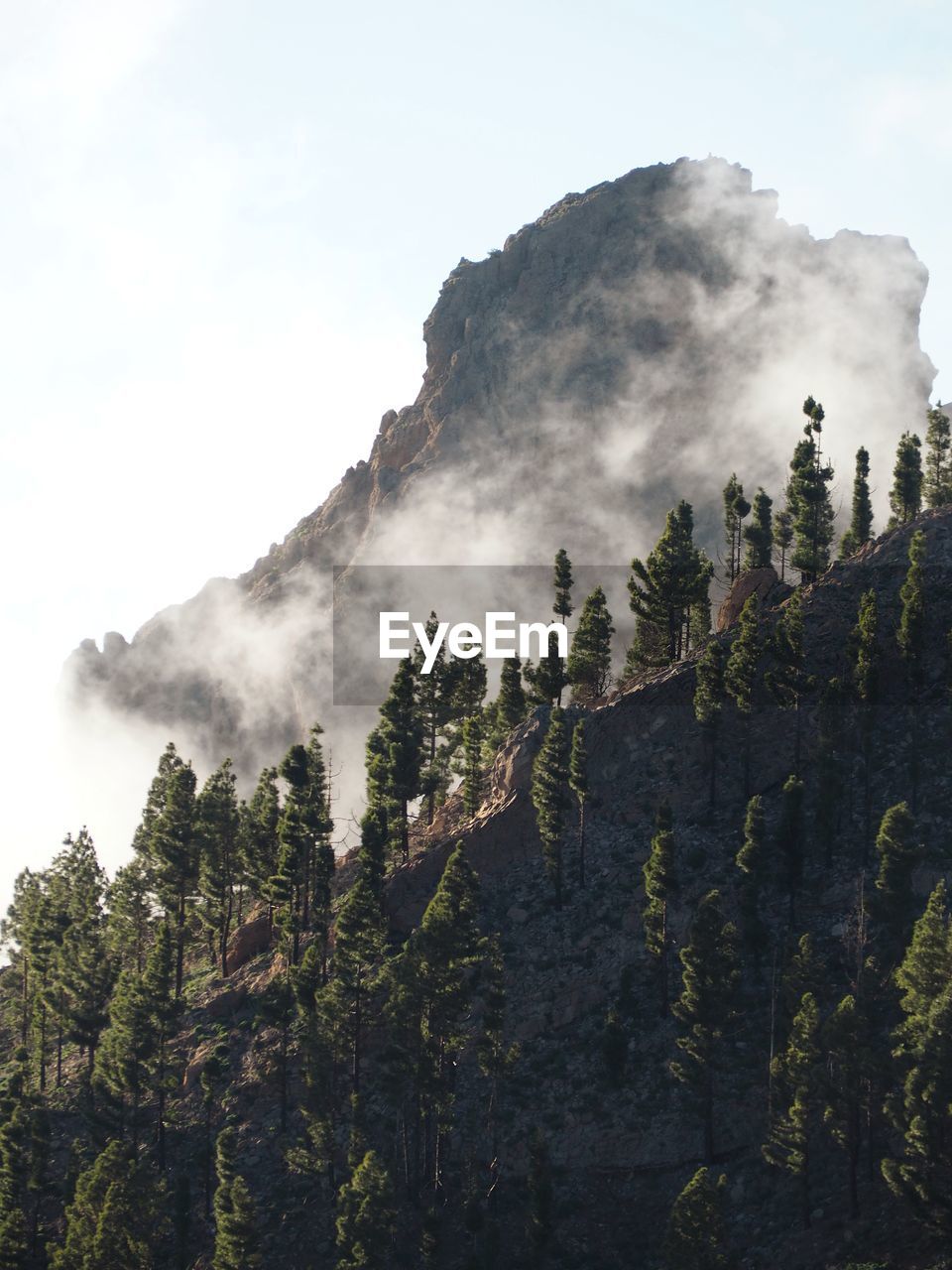 Scenic view of forest against sky