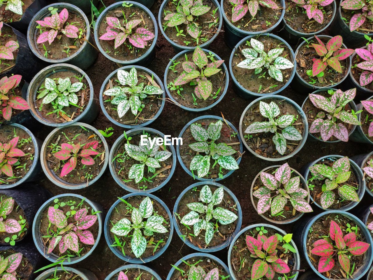 Full frame shot of potted plants