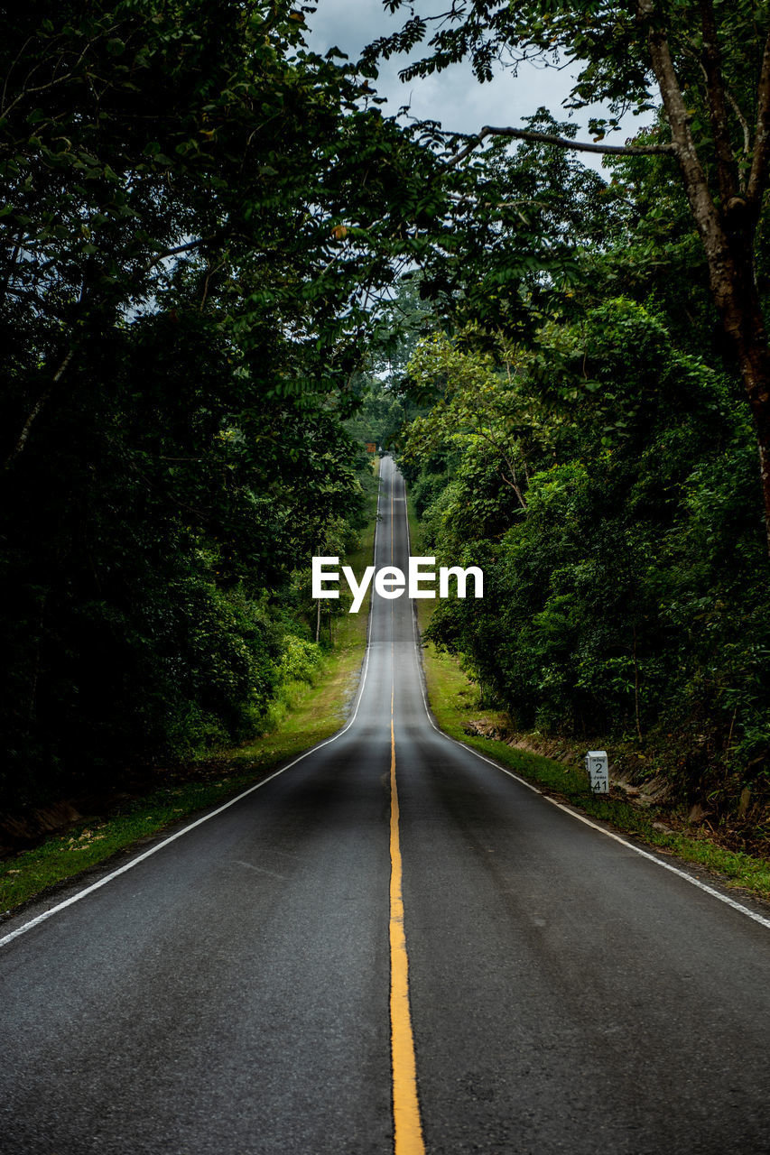 Empty road amidst trees in forest