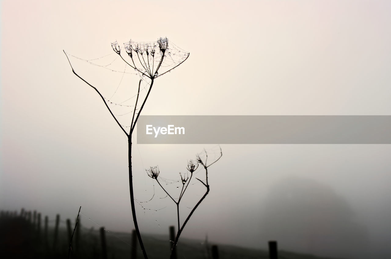 Bare tree in foggy weather