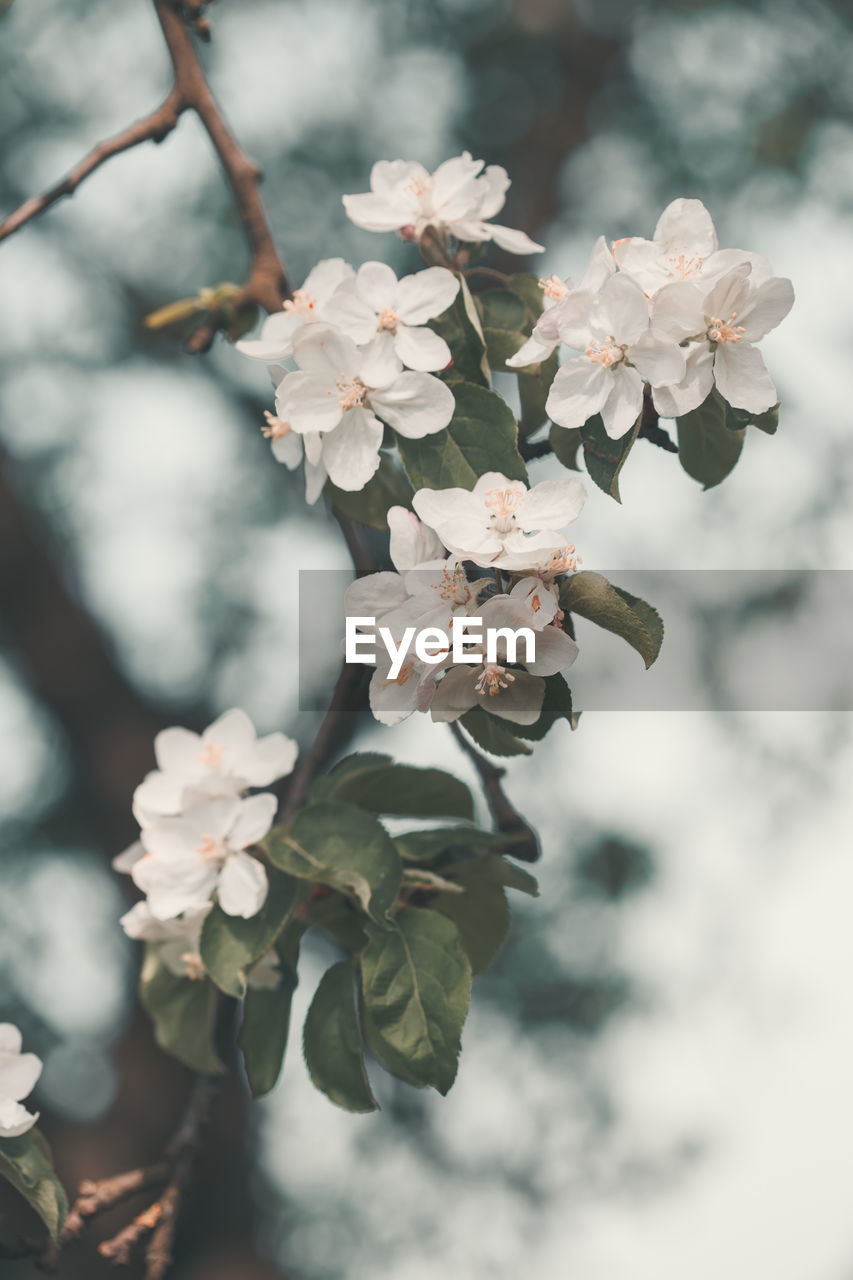 Close-up of cherry blossoms on tree