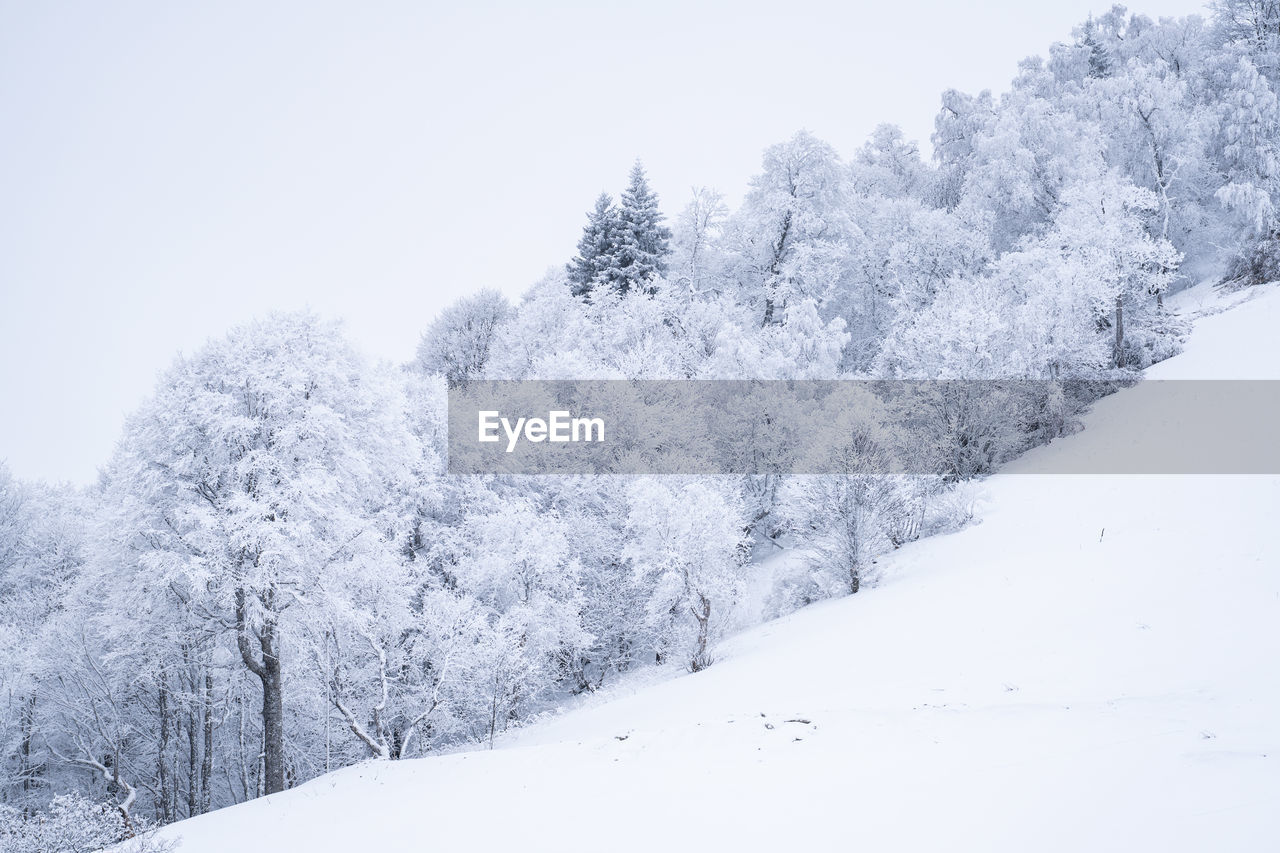 snow, cold temperature, winter, tree, plant, beauty in nature, environment, nature, scenics - nature, landscape, forest, pine tree, coniferous tree, white, land, frozen, tranquil scene, pinaceae, pine woodland, tranquility, no people, mountain, woodland, non-urban scene, sky, snowing, freezing, polar climate, mountain range, day, outdoors, evergreen tree, blue, travel, idyllic, ice, spruce tree, snowcapped mountain, freshness, loneliness