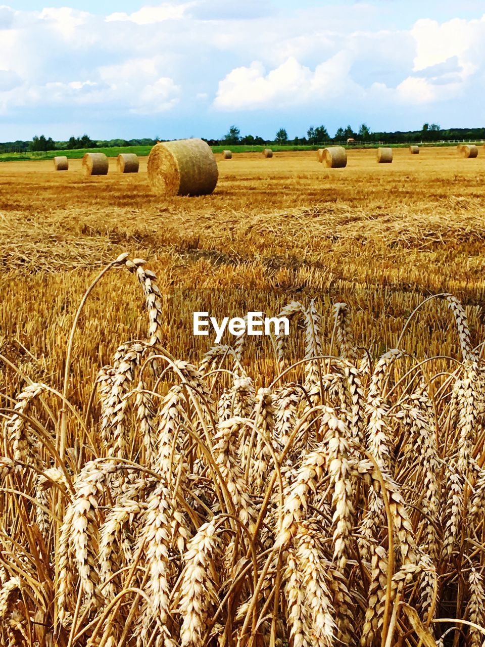 Hay bales on field against sky