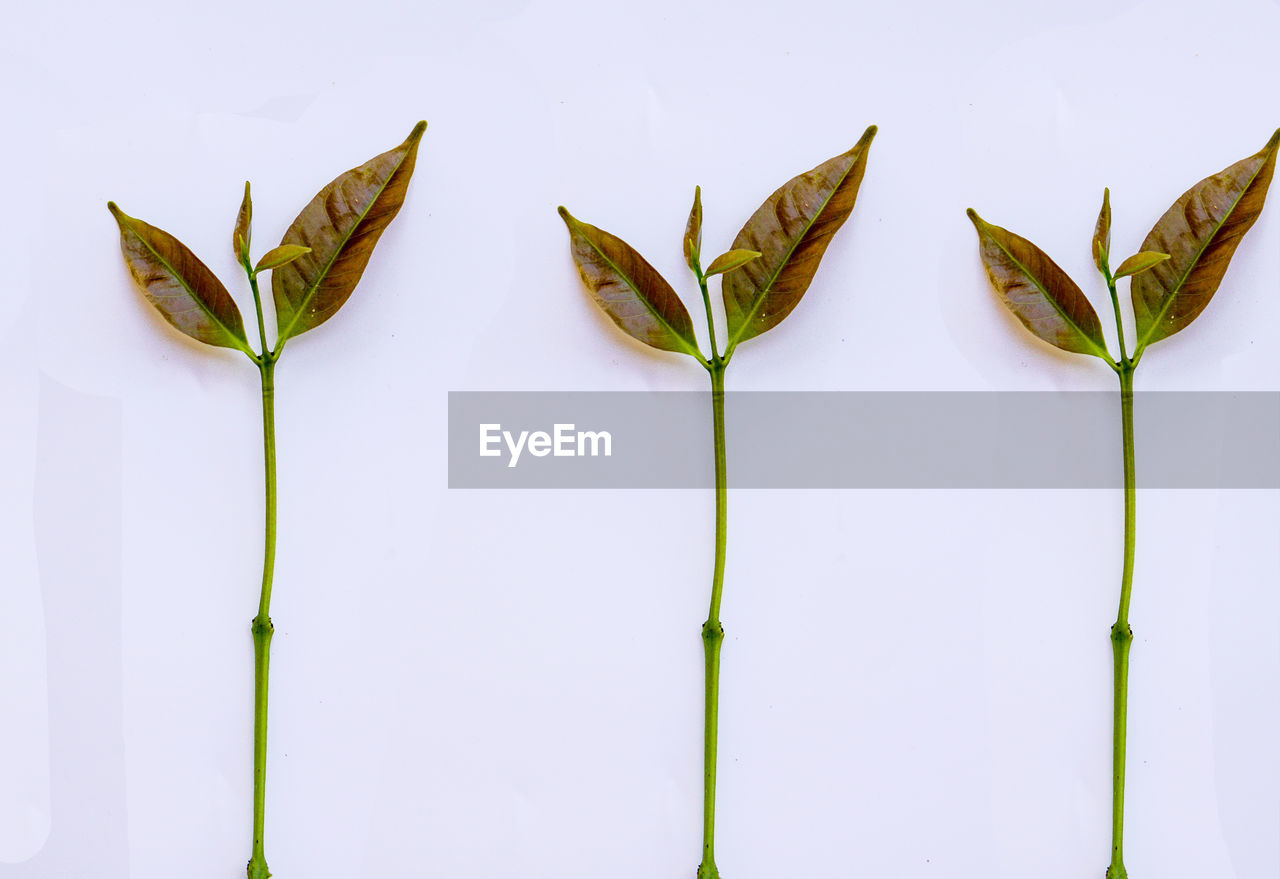 CLOSE-UP OF PLANT OVER WHITE BACKGROUND