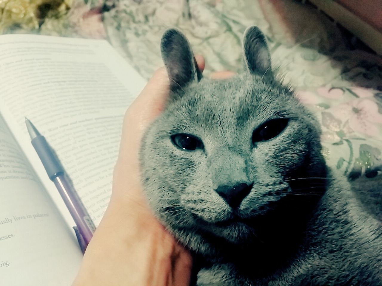 Close-up portrait of cat with cropped hand on bed at home