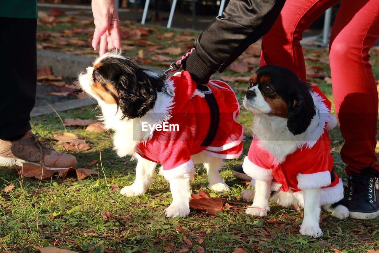 Dogs wearing santa claus costumes while standing on land