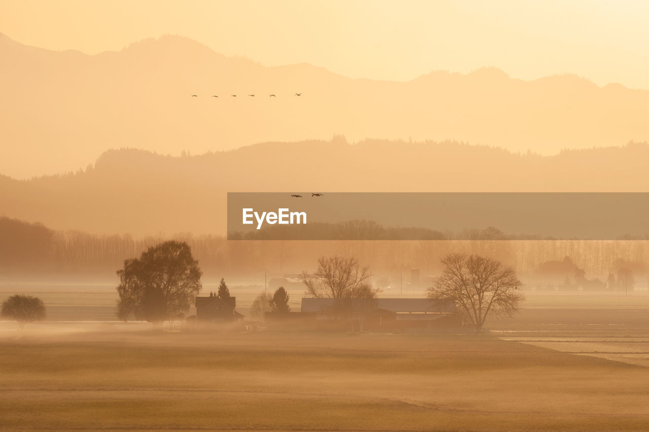 Trumpeter swans in migration over the skagit valley, washington. 