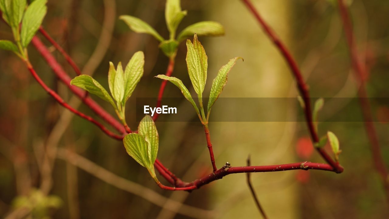 CLOSE-UP OF PLANT GROWING OUTDOORS