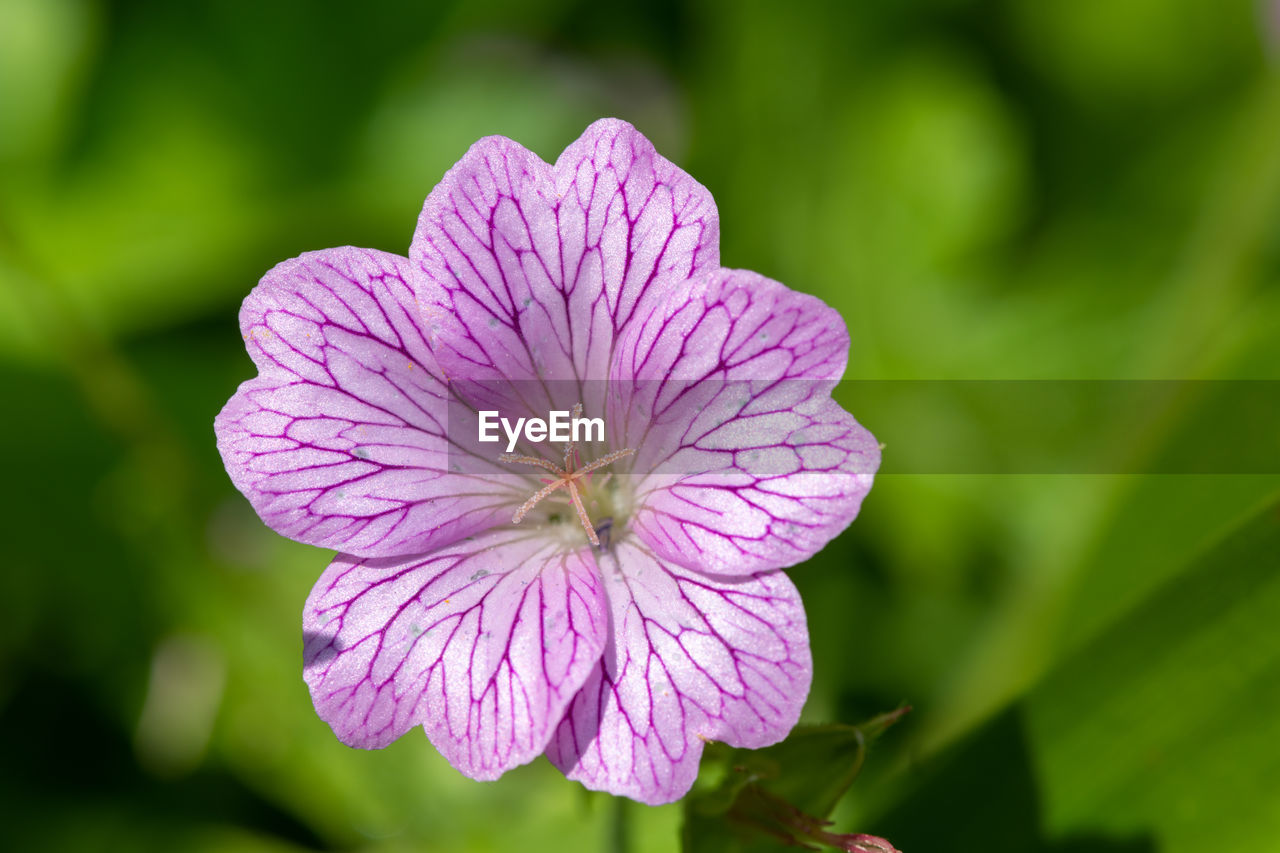 Macro shot of an oxford geranium flower in bloom