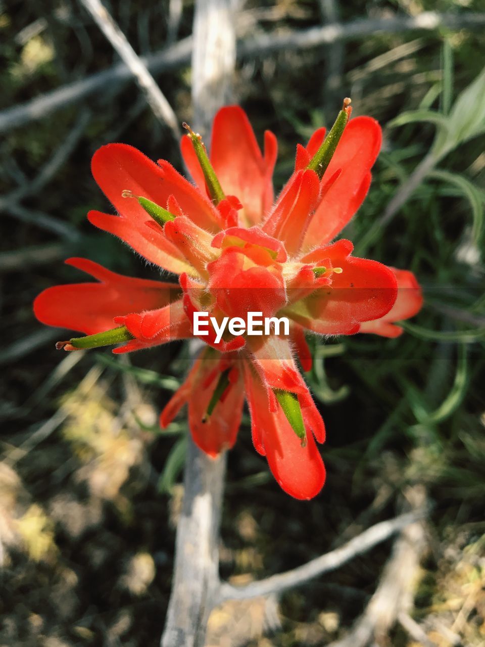 CLOSE-UP OF RED FLOWER BLOOMING IN PARK