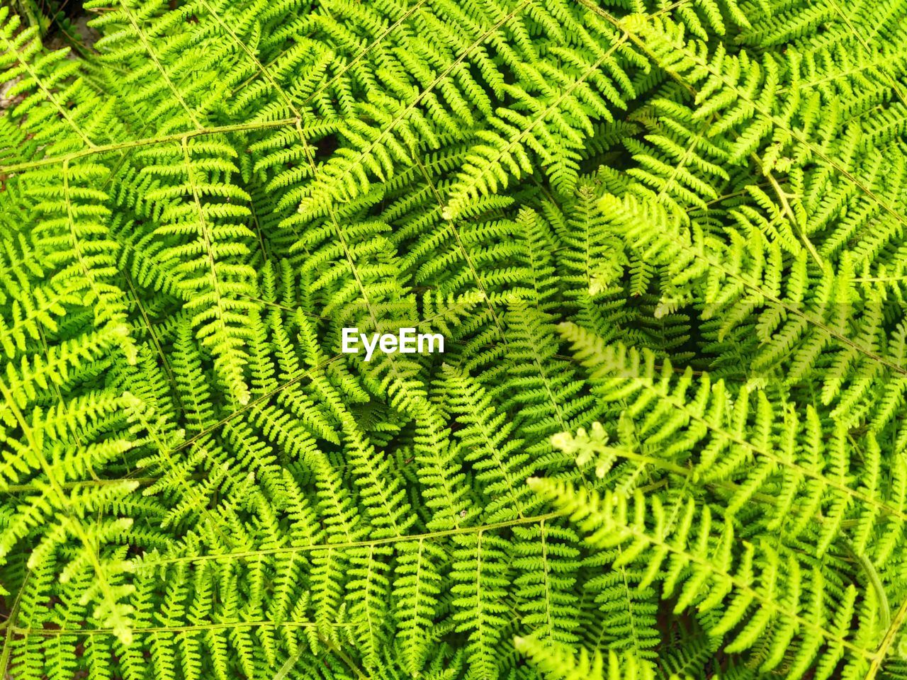 green, ferns and horsetails, plant, fern, growth, leaf, full frame, plant part, backgrounds, beauty in nature, no people, nature, vegetation, tree, foliage, lush foliage, close-up, day, pattern, outdoors, freshness, flower, tranquility