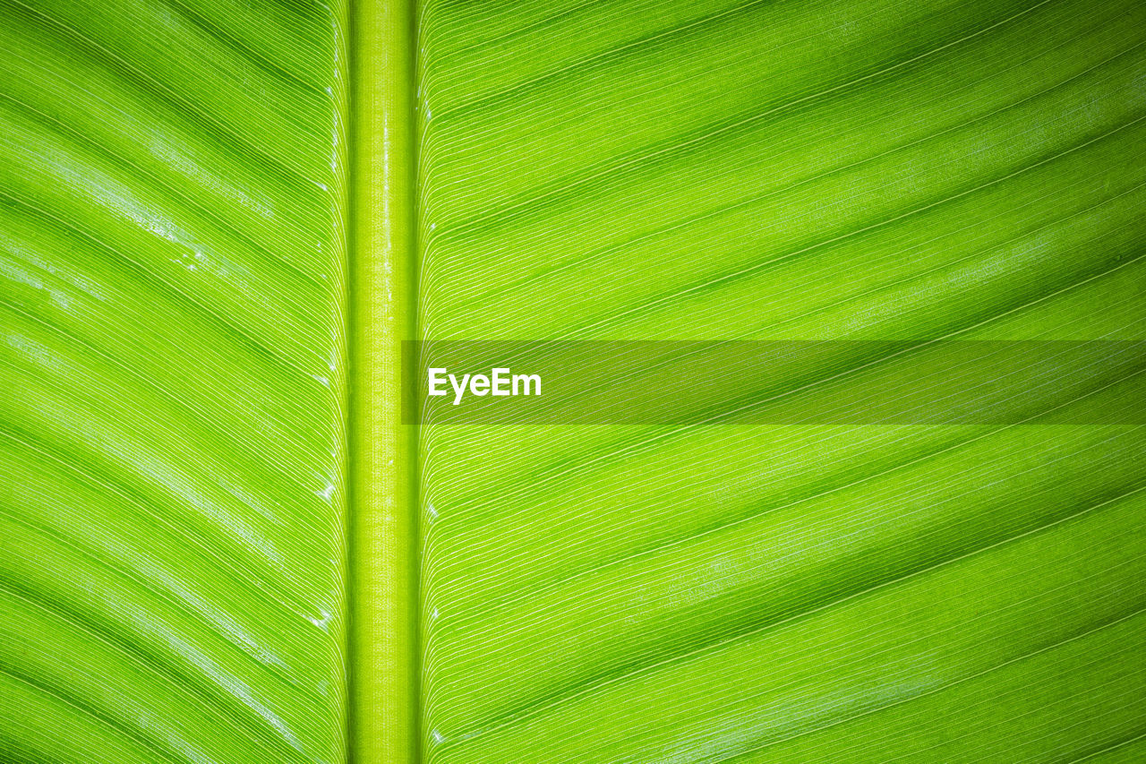 CLOSE-UP OF PALM TREE LEAVES