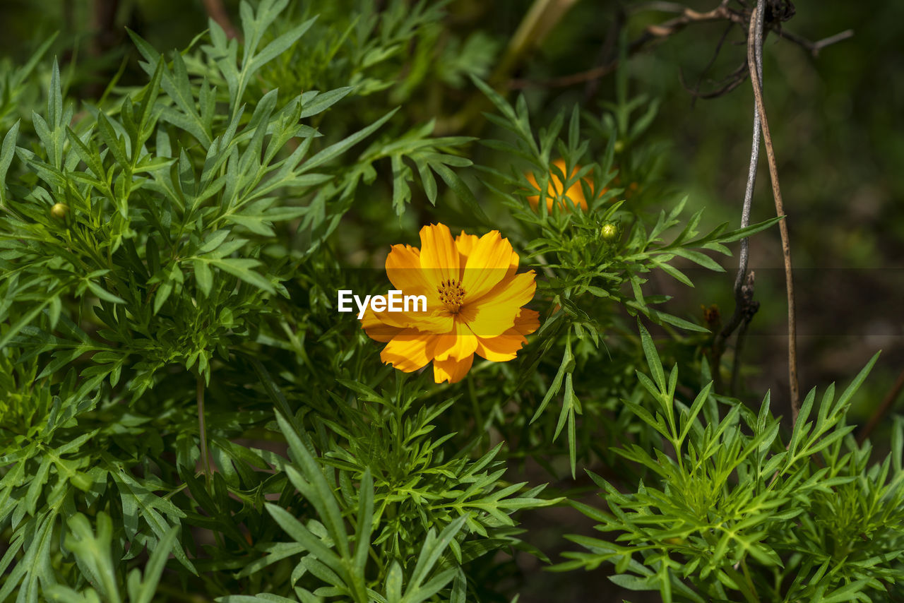 CLOSE-UP OF YELLOW FLOWER PLANTS