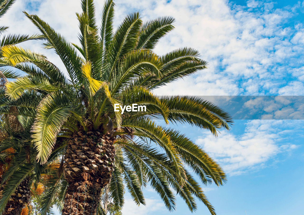 Low angle view of beautiful vibrant green palm tree against blue sky.