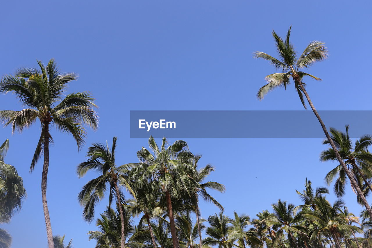 palm tree, tree, tropical climate, plant, sky, nature, blue, clear sky, flower, growth, low angle view, no people, coconut palm tree, tropics, tropical tree, sunny, leaf, beauty in nature, borassus flabellifer, outdoors, day, land, date palm tree, tranquility, scenics - nature, environment