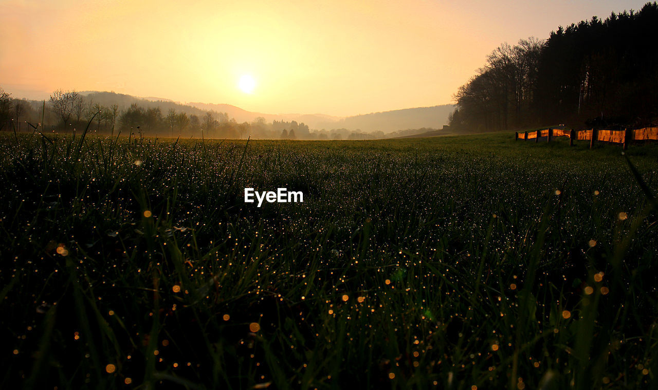 Scenic view of grassy field against sky at sunrise