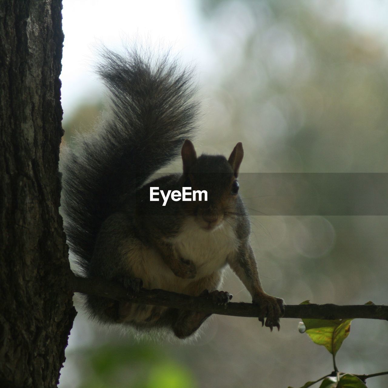 Close-up of squirrel sitting on branch