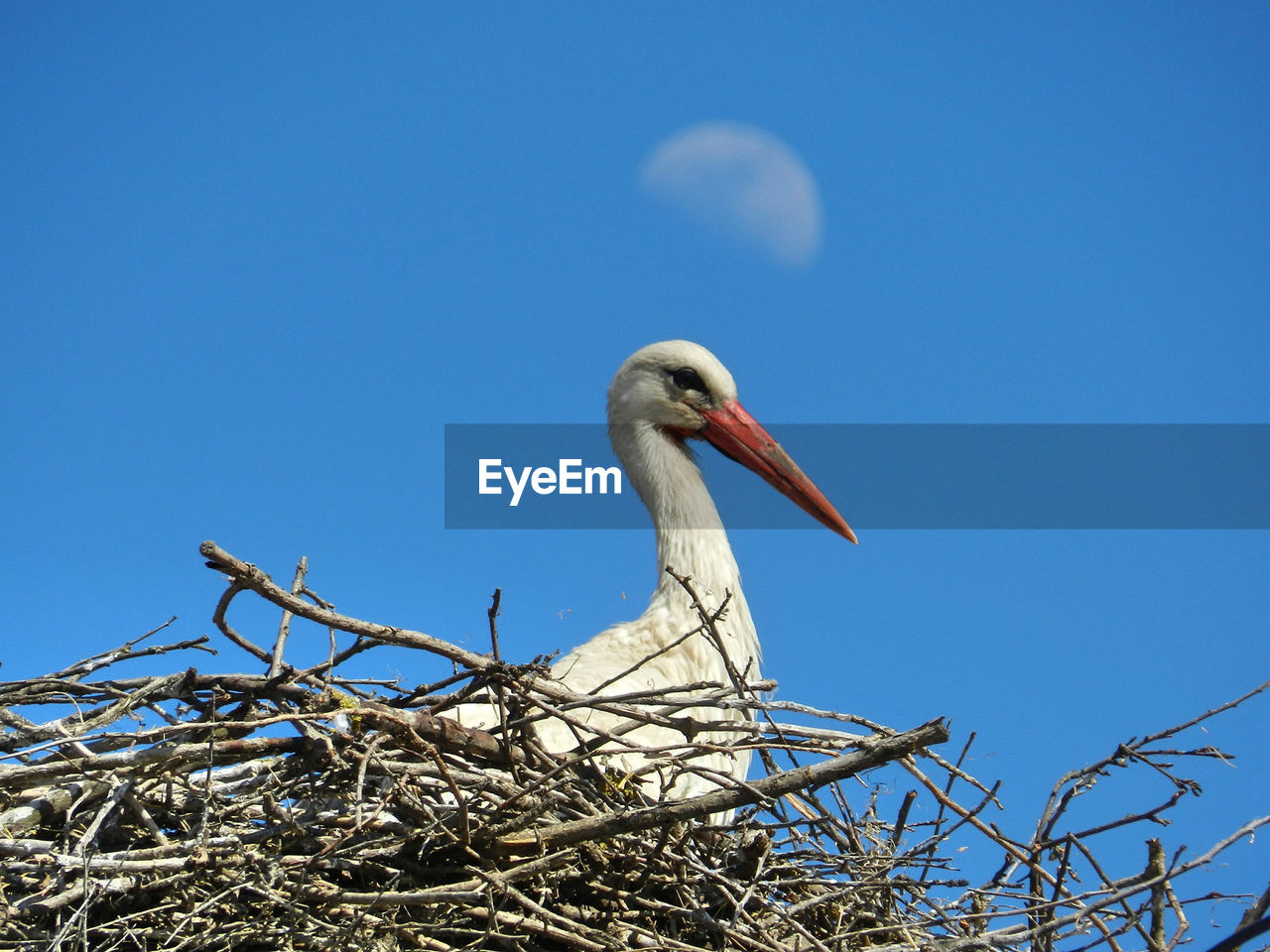 Low angle view of bird against clear blue sky