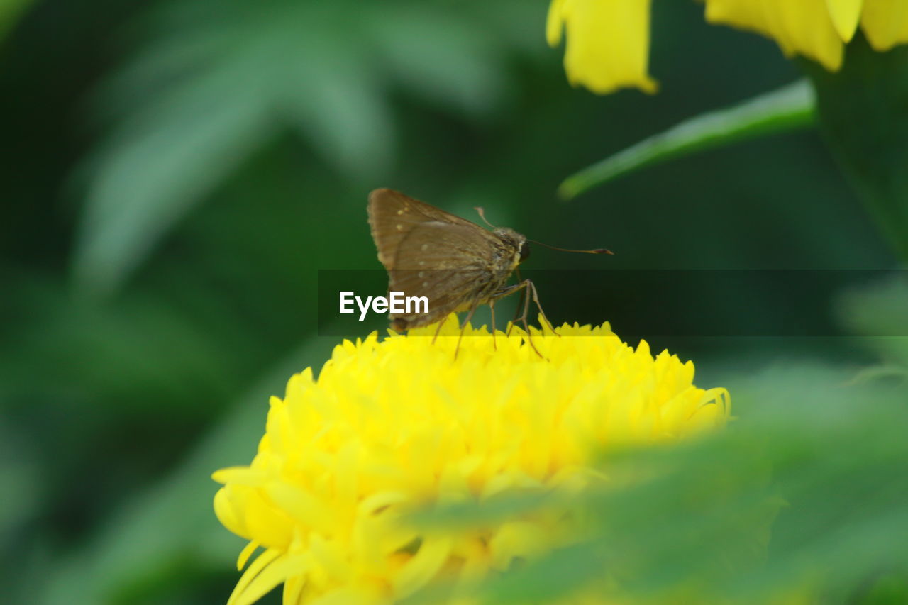 CLOSE-UP OF BUTTERFLY POLLINATING FLOWER