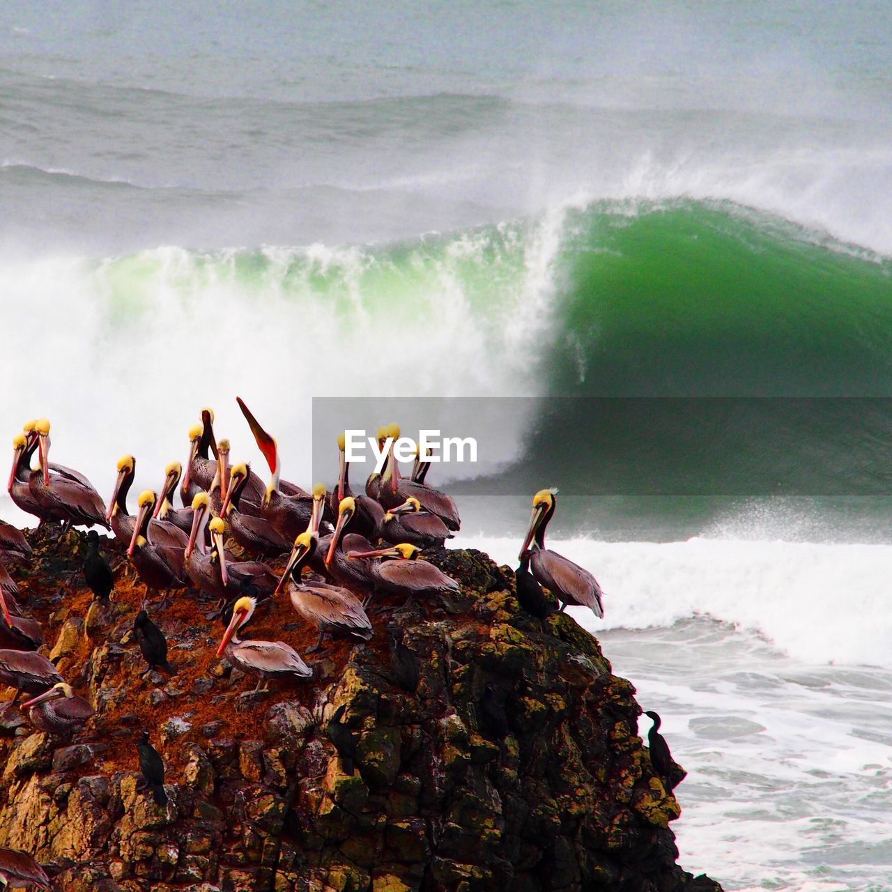 Pelican on rock by sea waves