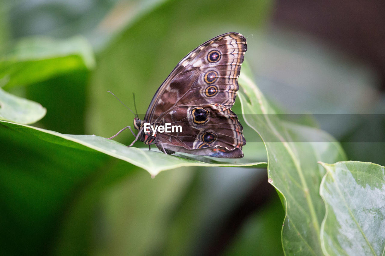 CLOSE-UP OF BUTTERFLY PERCHING ON LEAF OUTDOORS