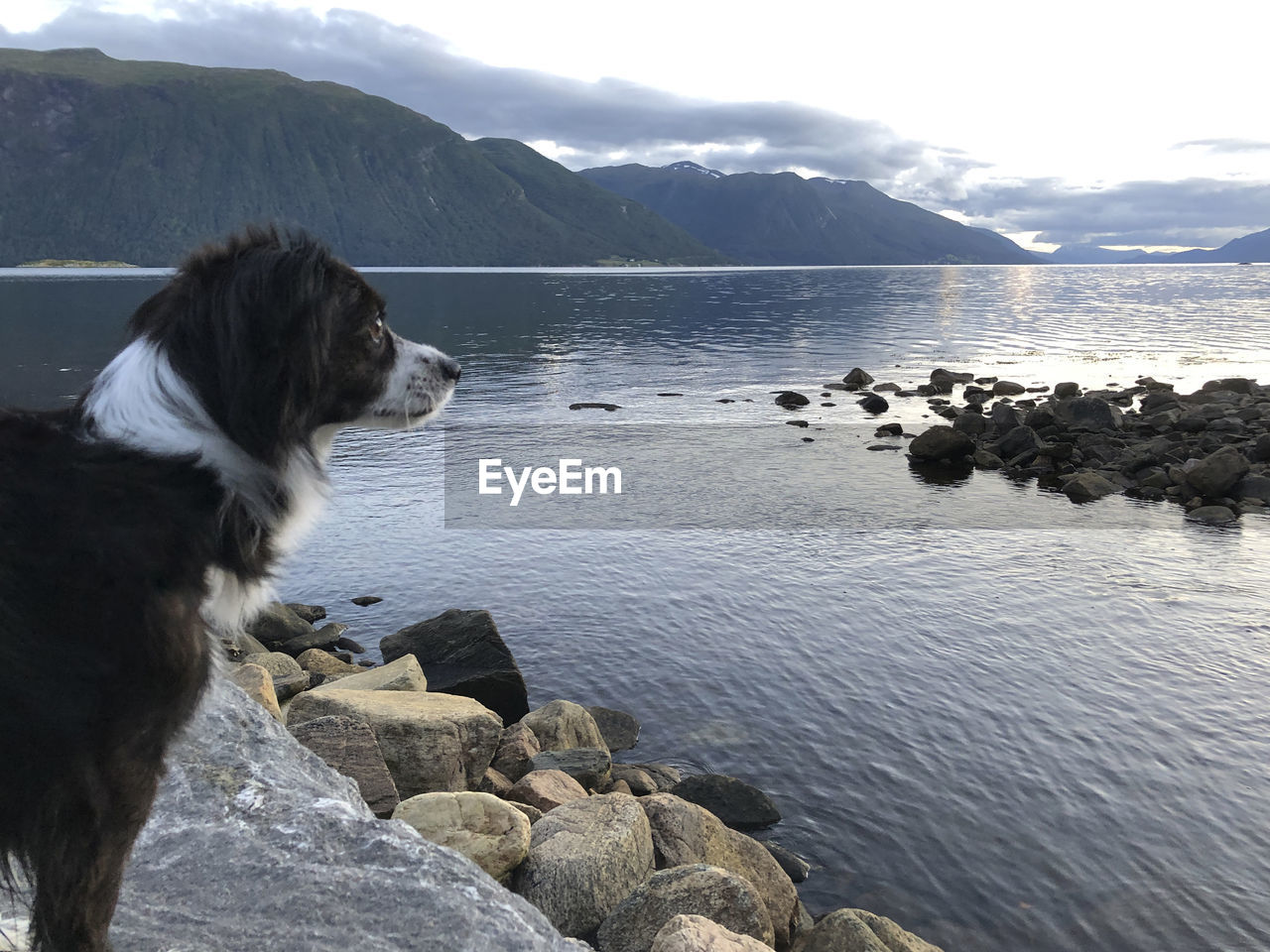 A small border collie looking across a fjord in norway