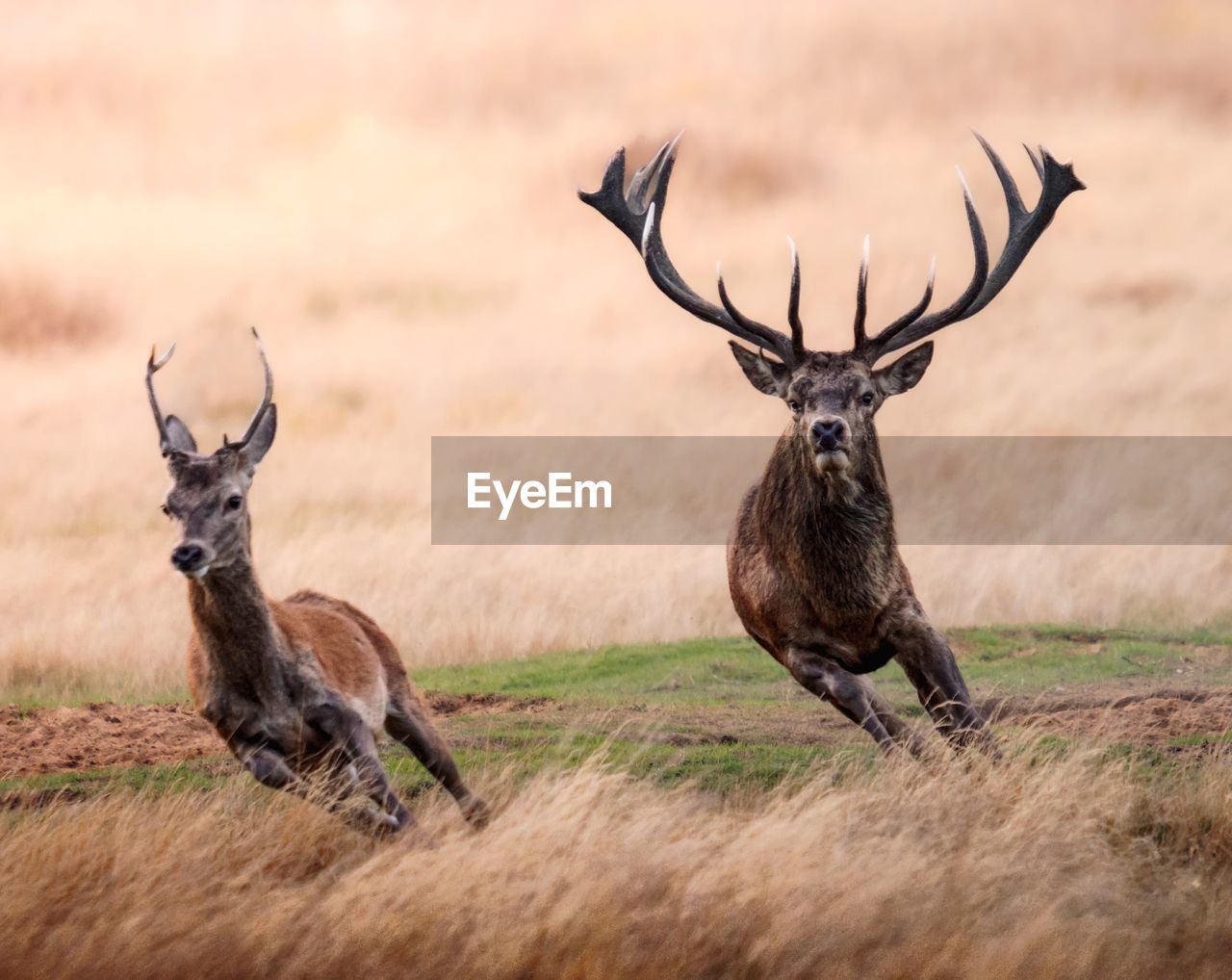 animal, animal themes, animal wildlife, wildlife, mammal, deer, group of animals, no people, nature, two animals, antler, outdoors, grass, plant, travel destinations, grassland, day, antelope, stag, full length, beauty in nature, landscape, environment, portrait, tourism