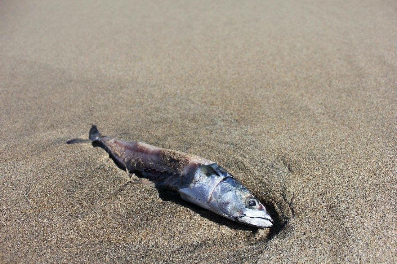 HIGH ANGLE VIEW OF DEAD FISH ON BEACH