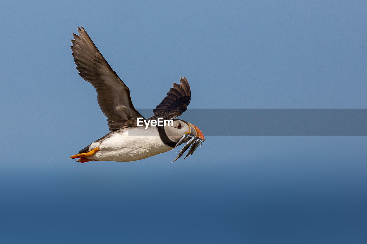 Low angle view of puffin flying while holding fish in beak against clear blue sky