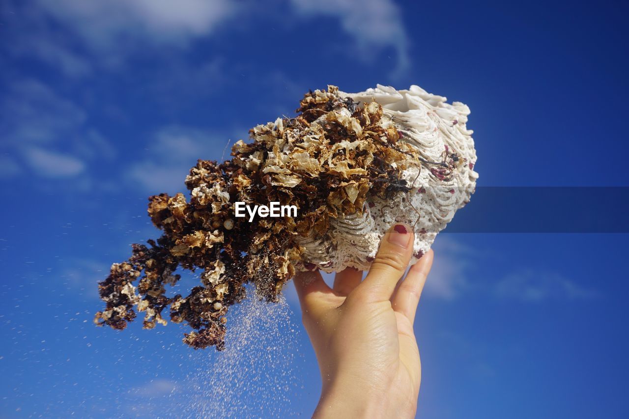 Close-up of hand holding coral against blue sky