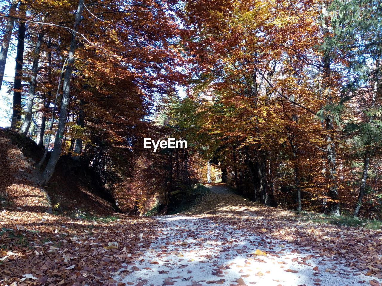 DIRT ROAD AMIDST TREES IN FOREST DURING AUTUMN