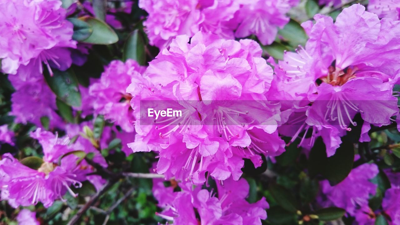 CLOSE-UP OF PINK FLOWERS BLOOMING