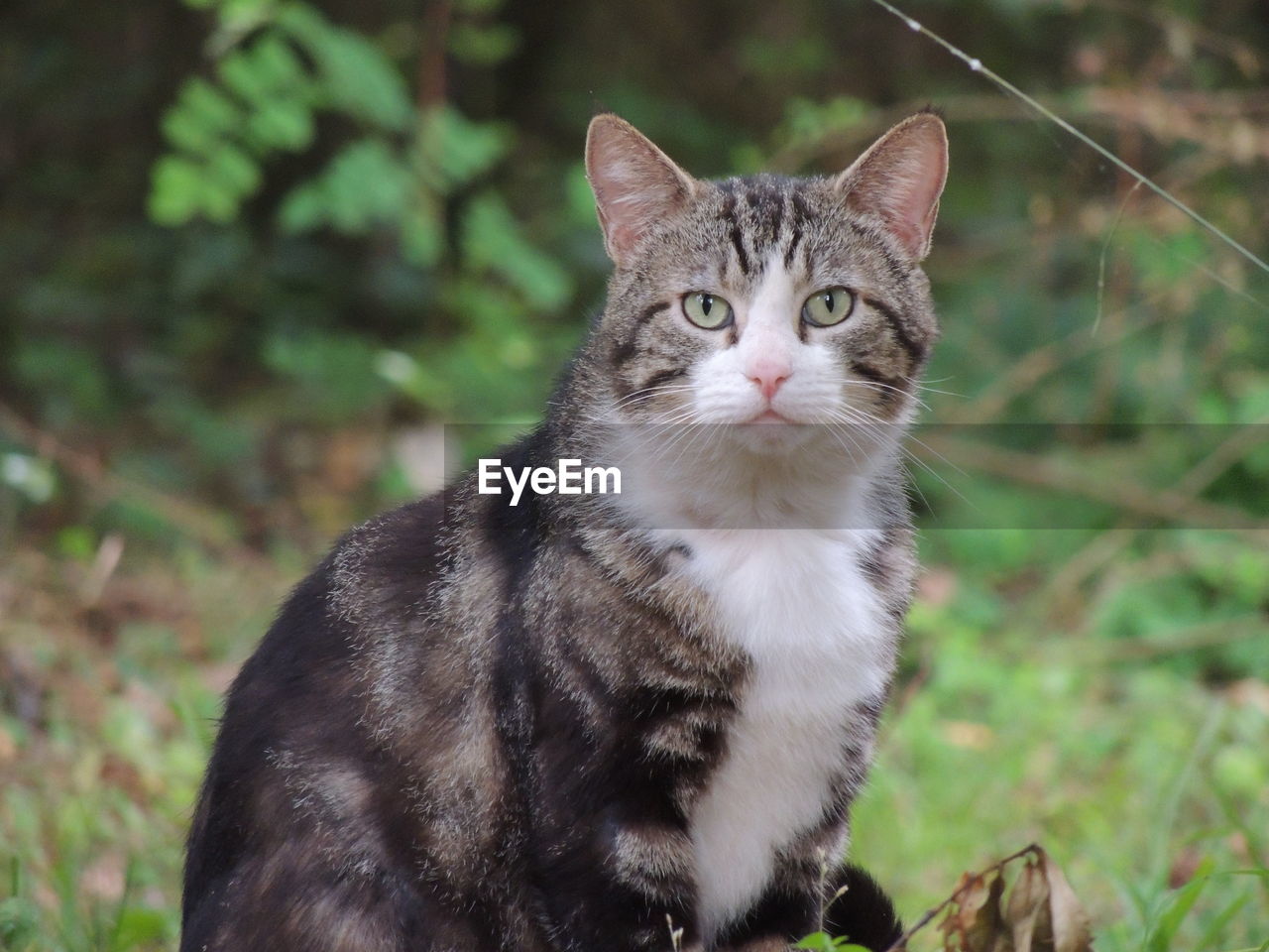 Portrait of a cat in woods.