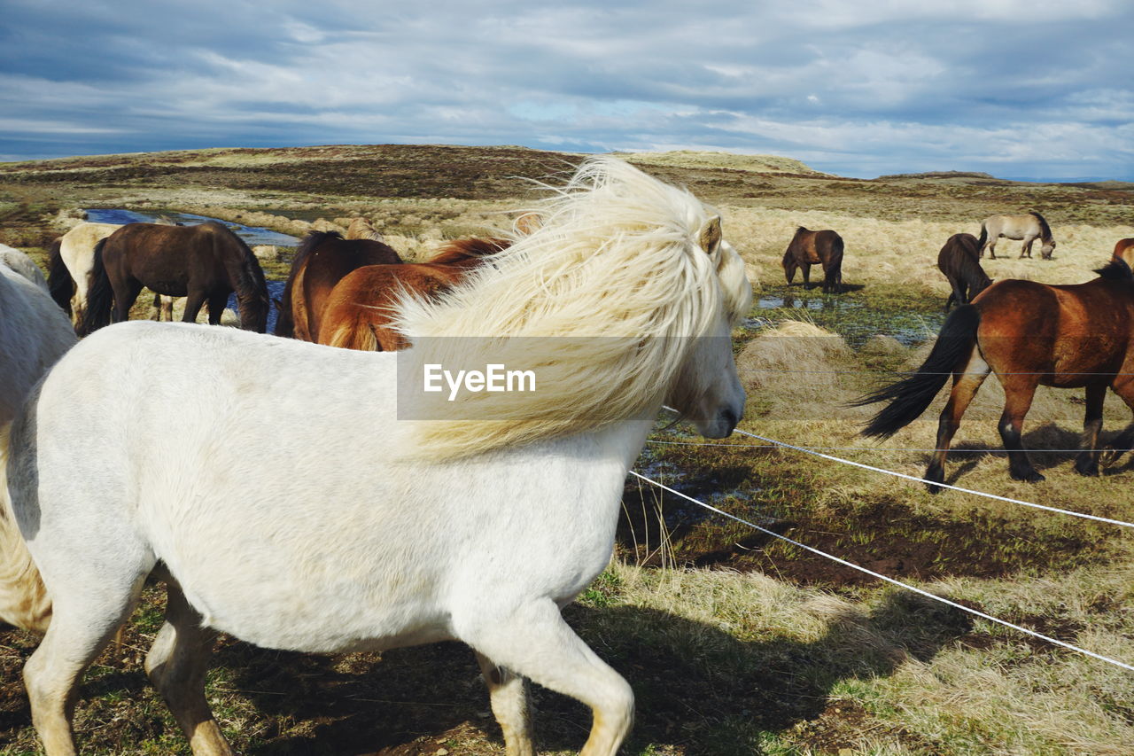 Icelandic horses on field against cloudy sky