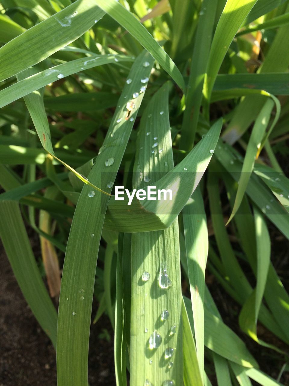 CLOSE-UP OF RAINDROPS ON GREEN GRASS