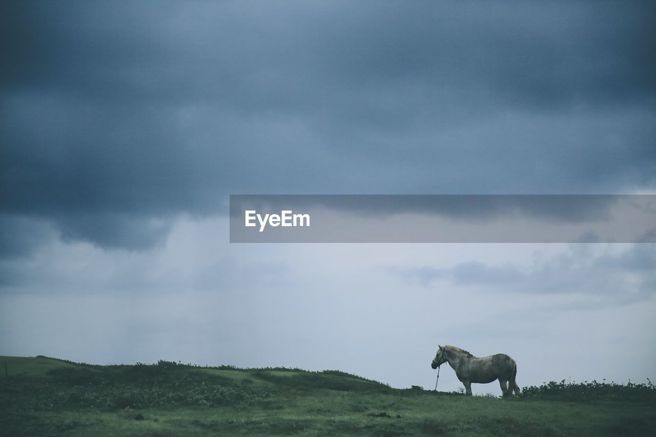 Horse on grassy field against cloudy sky